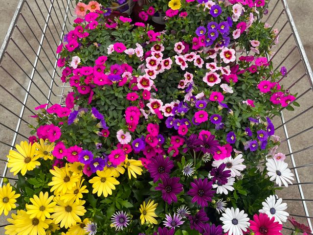 Le Dauphin IMG_4989.jpg